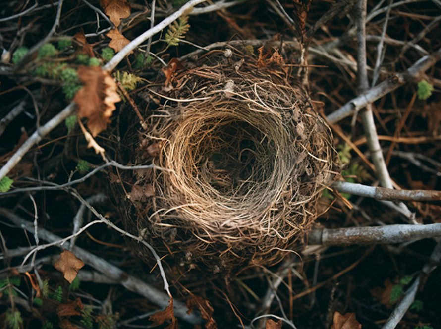 A photo of a birds nest shot from above to represent 'an empty nest'